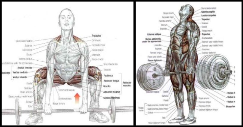 Conventional Deadlift vs Sumo Deadlift Comparison – RunOfLif